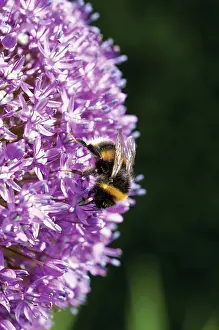 Onion: Allium