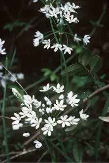 Allen Paterson: ALLIUM