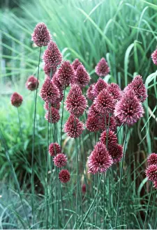 Allen Paterson: ALLIUM