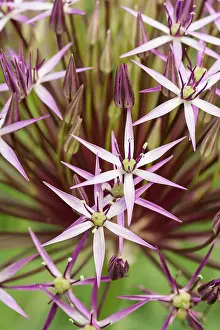 Onion: Allium, Allium christophii, Mauve subject