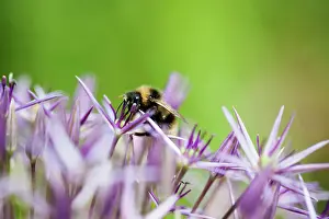 Onion: Allium, Allium christophii, Several spikey single