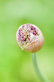 Hollandicum: Allium, Allium Hollandicum Purple Sensation, flowers emerg