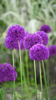 Stems: Allium, Allium Hollandicum Purple Sensation, Several stems