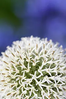 Cool: Allium, Allium Mount Everest, White subject