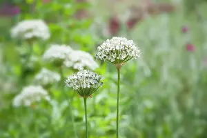 Garlic: Allium, Black garlic, Allium nigrum, Side view of
