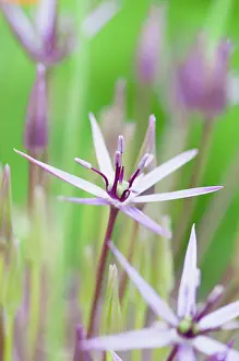 Christophii: Allium christophii, Allium, Purple, Green, Bulb, Summer Flow
