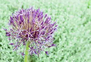 Christophii: Allium christophii, Allium, Purple, Bulb, Summer Flowering