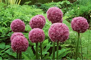 Allium: ALLIUM - close-up of heads