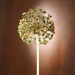 Intricate: Allium, Cream subject