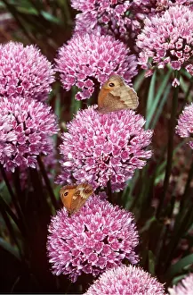 Hedge: Allium - With Gatekeeper / Hedge Brown Butterflies