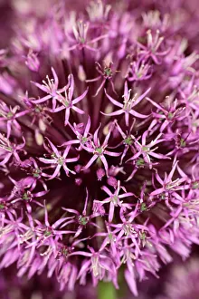 Onion: Allium Gladiator, Close up detail of mass of pink