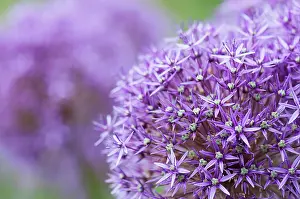 Flowerhead: Allium Globemaster, flowerhead close up showing star shape