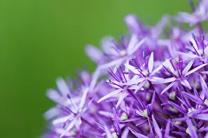 Flowerhead: Allium Globemaster flowerhead close up showing star shaped