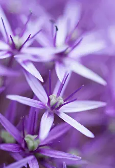 Flowerhead: Allium Globemaster flowerhead close up showing star shaped