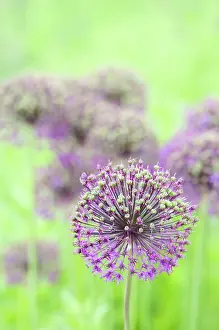 Hollandicum: Allium Hollandicum Purple Sensation, Allium, Purple, Green
