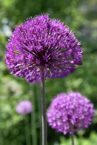 Hollandicum: Allium Hollandicum Purple Sensation, Single stem