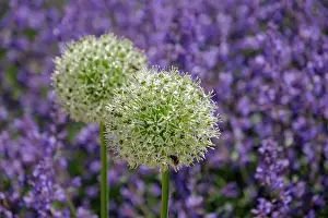 Leek: (Allium), inflorescence, North Rhine-Westphalia