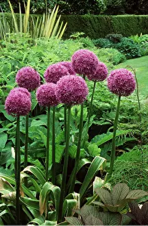 Allium: ALLIUM - pink flowers