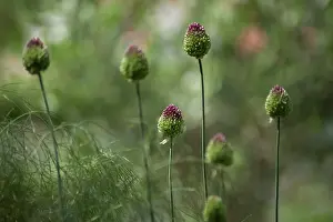 Leek: Allium, Round headed leek, Allium sphaerocephalon