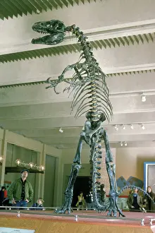 Prehistory: Allosaur Skeleton