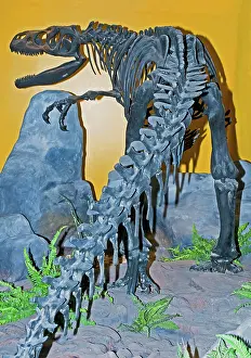 Allosaurus: Allosaurus Skeleton