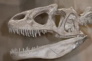 Allosaurus: Allosaurus Skull