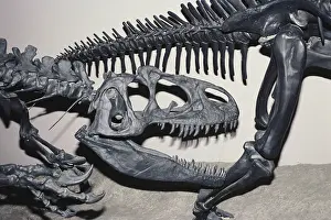 Allosaurus: Allosaurus Skull