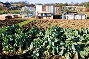 Compost: Allotment plots - with green vegetables sheds and