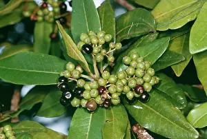 Dioica: ALLSPICE