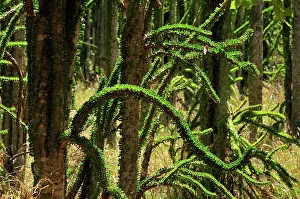 Alluaudia: Alluaudia spiny plant