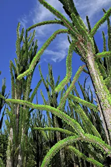 Alluaudia: Alluaudia spiny plant