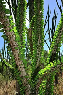 Alluaudia: Alluaudia spiny plant
