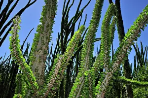 Alluaudia: Alluaudia spiny plant