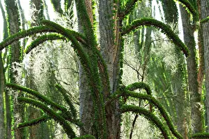 Alluaudia: Alluaudia spiny plant