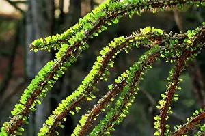 Alluaudia: Alluaudia spiny plant