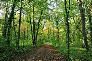 Alluvial: Alluvial Forest
