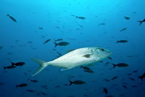 Seriola: Almaco jack Seriola rivoliana Darwin island Galapagos Island
