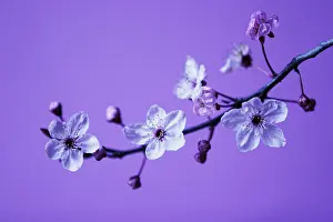Dulcis: Almond