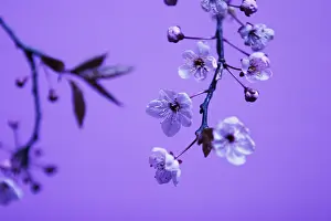 Dulcis: Almond