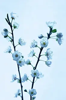 Dulcis: Almond