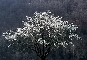 Dulcis: Almond