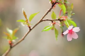 Dulcis: Almond