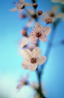 Dulcis: Almond