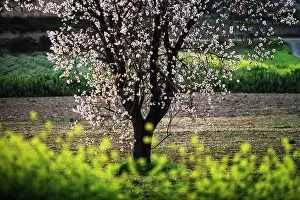 Dulcis: Almond