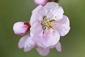 Dulcis: Almond