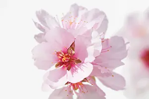Dulcis: Almond
