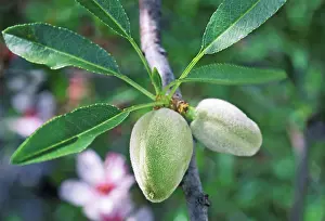 Dulcis: Almond