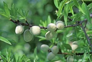 Dulcis: Almond