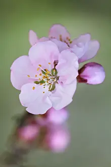 Dulcis: Almond