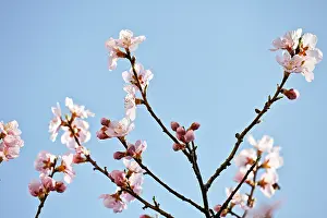 Dulcis: Almond